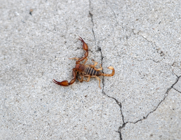 Menina de 9 anos morre depois de ser picada por escorpião