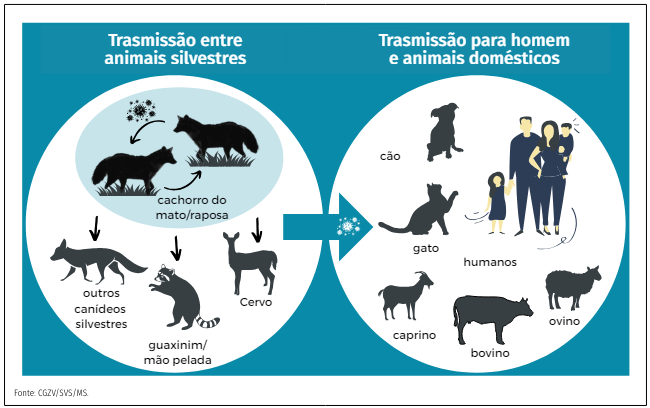 [Figura 3: Ciclo da raiva em cachorros-do-mato/raposa (Cerdocyon thous), humanos, cães, gatos e animais de produção (bovinos, caprinos, ovinos e asininos)]